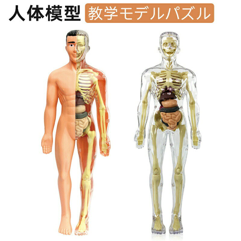 【最大300円OFFクーポン 数量限定】 人体模型 骨格 ミニ 人体骨格模型 人体解剖学...