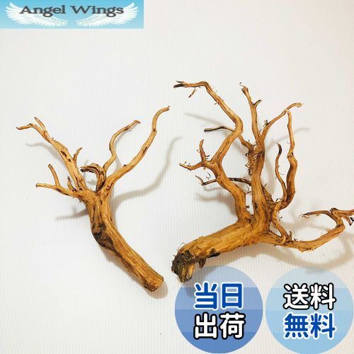 【送料無料】Goldlife 流木 中 Mサイズ 2本セット スマトラウッド インドネシア産 枝流木 アクアリウム テラリウム 水草水槽レイアウト 生け花 スケ...