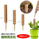 モンステラ 支柱 ココスティック 観葉植物 支柱 園芸支柱 植物 ガーデニング用 花ささえ ココナッツ支柱 植物サポート つる性植物 トマト ポトス 園芸用 園...