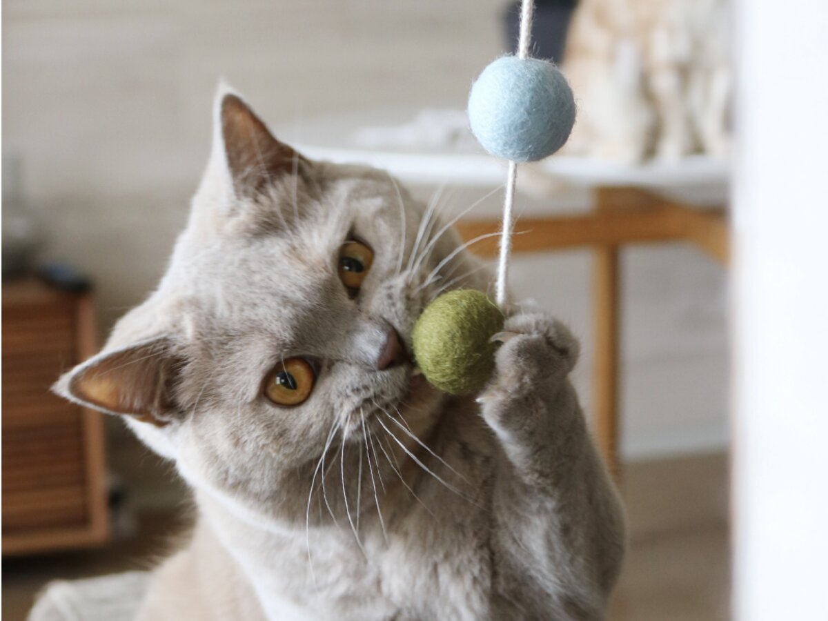 猫好きのひじきさん専用 第2弾】猫と飼い主の「なかよし度」向上計画！猫好きバイヤーの