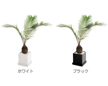 観葉植物　ソテツ　S