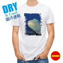 釣り Tシャツ アウトドア 水中 ナポレオンフィッシュ 釣り 魚 ルアー T シャツ メンズ 半袖 ロゴ 文字 春 夏 秋 インナー 安い 面白い 大きいサイズ...