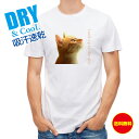 かわいい Tシャツ 天を仰ぐ猫 猫 ネコ ねこ 雑貨 かわいい T シャツ メンズ 半袖 ロゴ 文字 春 夏 秋 インナー 安い 面白い 大きいサイズ 洗濯 ポリエステル 送料無料