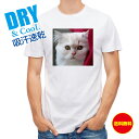 かわいい Tシャツ 猫のアップ 猫 ネコ ねこ 雑貨 かわいい T シャツ メンズ 半袖 ロゴ 文字 春 夏 秋 インナー 安い 面白い 大きいサイズ 洗濯 ポリエステル 送料無料