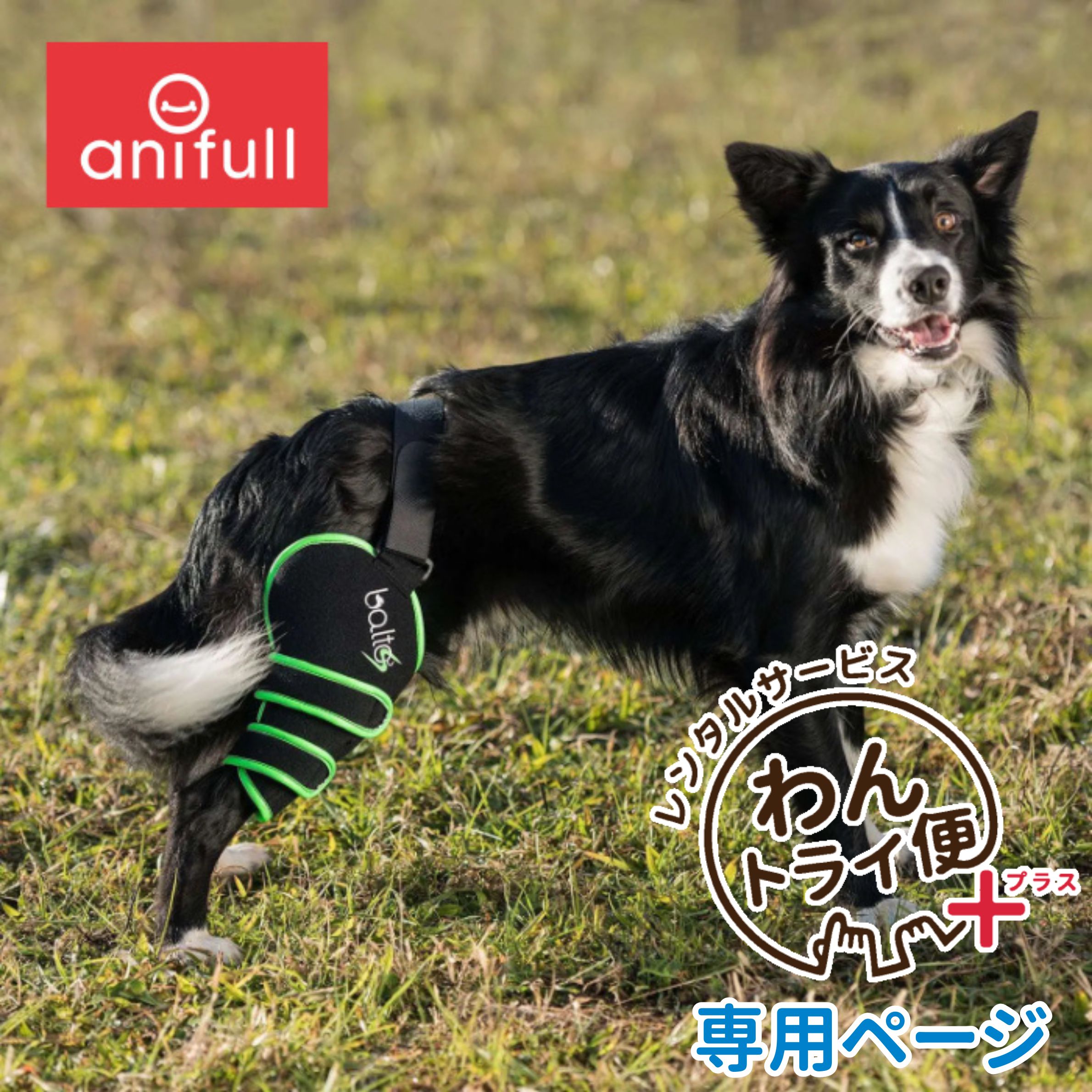 【anifull 公式】【レンタルサービスわんトライ便+】BALTO SPORT AGILE (膝サポー...