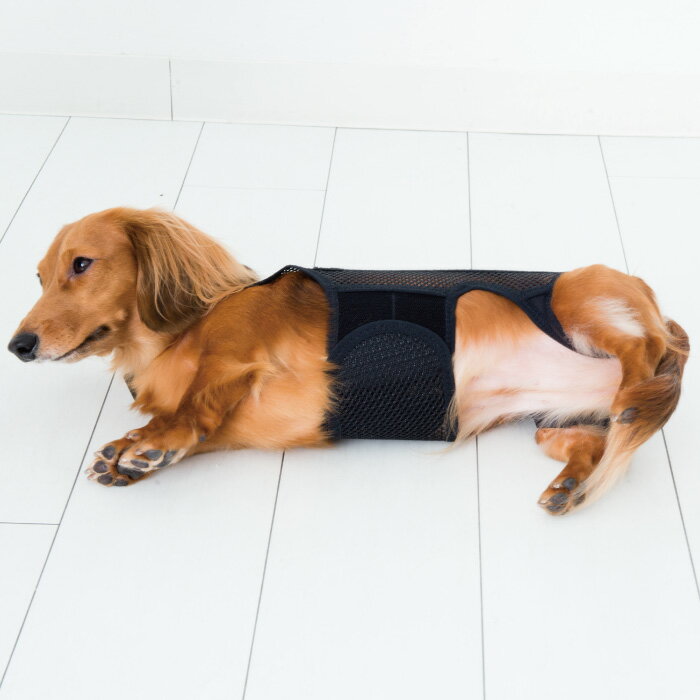 犬用品 犬用コルセット ハーネス 術後 介護 わんコルプロ Sサイズ 日本製 ダイヤ工業 Anifull アニフル 愛犬と一緒に歩くを叶えるanifull 犬用品 犬用コルセット ハーネス 術後 介護 わんコルプロ Sサイズ 日本製 ダイヤ工業 Anifull アニフル 愛犬と一緒に歩くを叶えるanifull