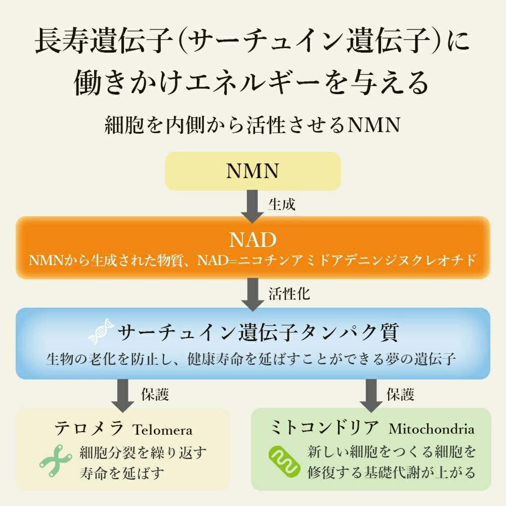 【最大2000円OFFクーポン配布】 仙寿豆 SENZ 120カプセル NMN 乳酸発酵ハナビラタケ ハナビラタケ含有食品 NMNサプリ 健康補助食品 [アニマケア] 2