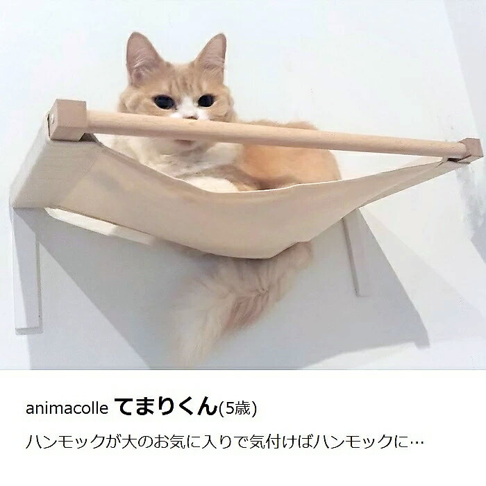 楽天市場 Animacolle キャットハンモック 当店人気no 1 正規店 キャットウォーク キャットステップ キャットロード アクリル キャットタワー 日本製 ハンモック おしゃれ 省スペース 猫 壁 棚 Diy リラックス アニマコレ Animacolle