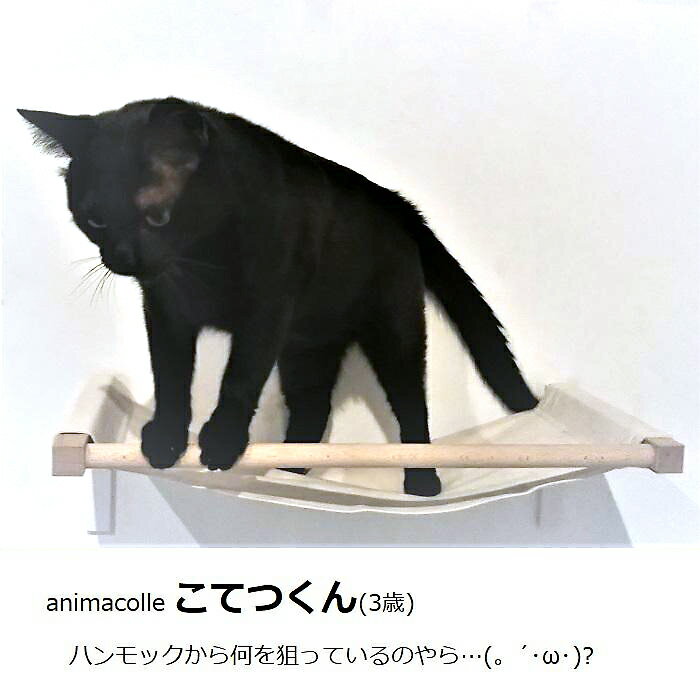 楽天市場 Animacolle キャットハンモック 当店人気no 1 正規店 キャットウォーク キャットステップ キャットロード アクリル キャットタワー 日本製 ハンモック おしゃれ 省スペース 猫 壁 棚 Diy リラックス アニマコレ Animacolle