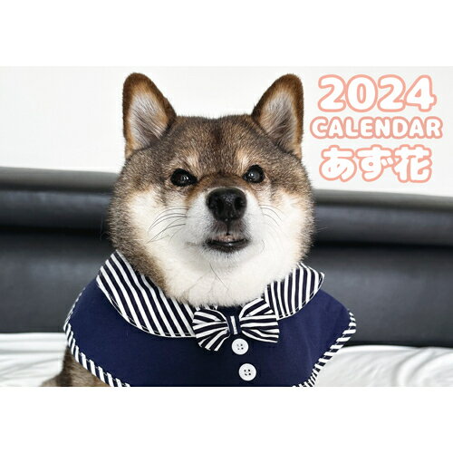  柴犬のあず花 2024年 壁掛け カレンダー KK24015