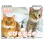 【予約販売】 猫のしぴ＆おこめ 2024年 卓上 カレンダー TC24157