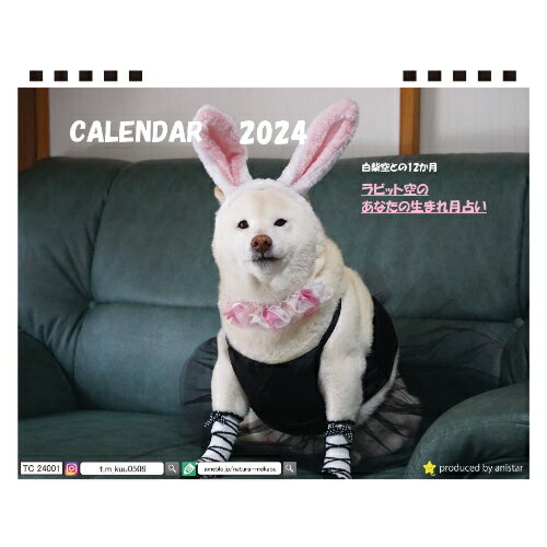  白柴犬 空 kuu 2024年 卓上 カレンダー TC24163