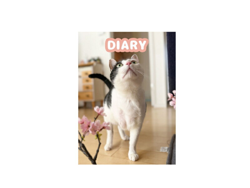【送料無料】日記帳 【大きさ】　 サイズ タテ18.5cm×ヨコ13.5cm×奥行1.7cm 【ページ数】 本文:256ページ 【送料は無料】となります。 ※注意※こちらは通常、別梱包で配送予定です。 （内容によっては配送は同梱包の場合がございます。） 【包装】 価格を最小限まで抑えてファンの方に提供しておりますので包装は簡易的になります。 包装による商品の破損の場合はご連絡いただければ対応させていただきます。 --------------------------------------------- 【重要】 ●【年内に到着ご希望の場合は12月8日】までにご注文ください。 ●【印刷部数が無くなり次第終了】しますのでお早めにご注文をお待ちしております。 ●【注文後必ずメールが届いているか確認してください】（迷惑メールおよび、受信拒否されていないか確認ください。） --------------------------------------------- 【予約販売 配送時期】 ●第1回目配送● ◎［〜10月31日］までにご注文の方［11月20日］より随時発送 ●第2回目配送● ◎［11月1日〜11月30日］までにご注文の方［12月20日］より随時発送 ●第3回目配送● ◎［12月1日〜12月31日］までにご注文の方 ［年明け営業日］より随時発送 --------------------------------------------- 【配送につきまして】 ※クロネコメール便で送付しますので時間指定はできません。 ※※注意　注文前に必ずお読みください※※ ◎スマホ等の携帯メールアドレスですと返信メールが届かない場合がございます。 ◎住所は必ず間違えないように最後までご記載ください。 ●再配送の場合は別途送料200円がかかります。 ◎配送時に引っ越しなどをされた場合はクロネコメールですので必ず追跡をご確認いただき直接クロネコヤマトにご連絡ください。【予約販売 配送時期】 ●第1回目配送● ◎［〜10月31日］までにご注文の方［11月20日］より随時発送 ●第2回目配送● ◎［11月1日〜11月30日］までにご注文の方［12月20日］より随時発送 ●第3回目配送● ◎［12月1日〜12月31日］までにご注文の方 ［年明け営業日］より随時発送