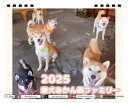 【予約販売】 金の猫 じゅんちゃん 犬と猫の親バカ日記 2024年 ポケット スケジュール帳 PO24219