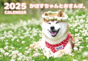  カニンヘンダックスフンド犬のAmu 2024年 A5 スケジュール帳 AF24282