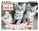 【予約販売】 猫のねこたま庵 2025年 卓上全面 カレンダー TC25285