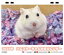【予約販売】 豆柴犬はなちゃん&まるちゃん 2023年 ポケットサイズスケジュール帳 PO23337 1,780円