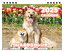 【予約販売】 豆柴犬うに&ゴールデンレトリバーおから 卓上全面 犬 カレンダー TC25338 1,380円