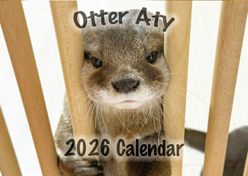 【予約販売】 カワウソ ATY 2026年 壁掛け カレンダー KK26362