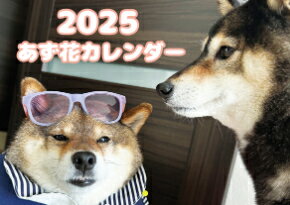  柴犬 はなちゃん＆まるちゃん 2024年 卓上 カレンダー TC24096