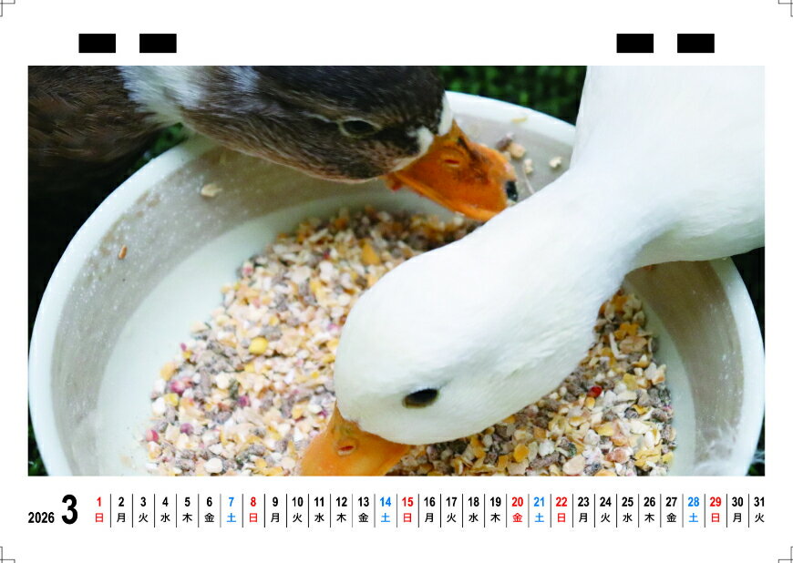 ��ͽ������� Ryuzo Arts ���ҥ� 2026ǯ ��奫������ TC26100