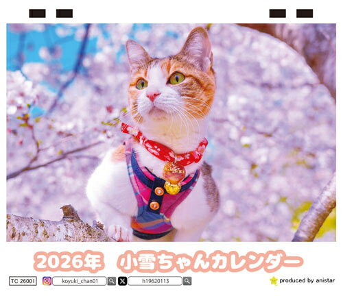【予約販売】 小雪ちゃん 猫 2026年 卓上 カレンダー TC26016(3.0)