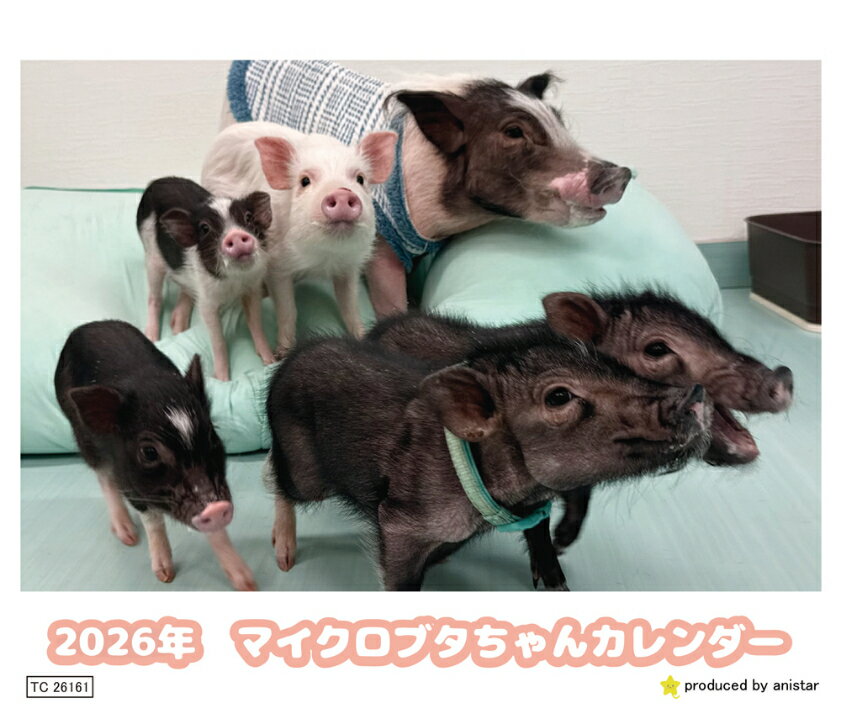 【予約販売】 マイクロブタちゃん 2026年 卓上カレンダー TC26161