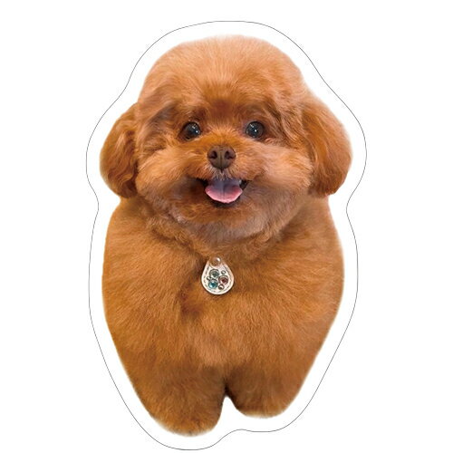 Rakuten - 【予約販売】 もっちゃん トイプードル 犬 ステッカー 3枚セット SU010NN
