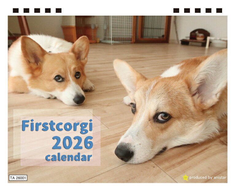 【予約販売】 初めてのコーギー 犬 2026年 卓上カレンダー TA26179