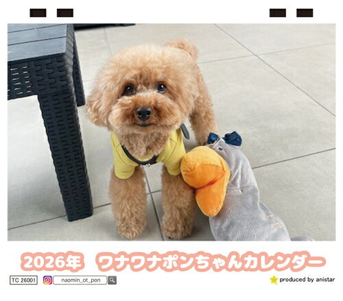 【予約販売】 ワナワナポンちゃん トイプードル 犬 2026年 卓上 カレンダー TC26020