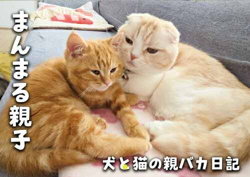 【予約販売】 犬と猫の親バカ日記 じゅんちゃん茶太郎 2026年 壁掛けカレンダー KA26208