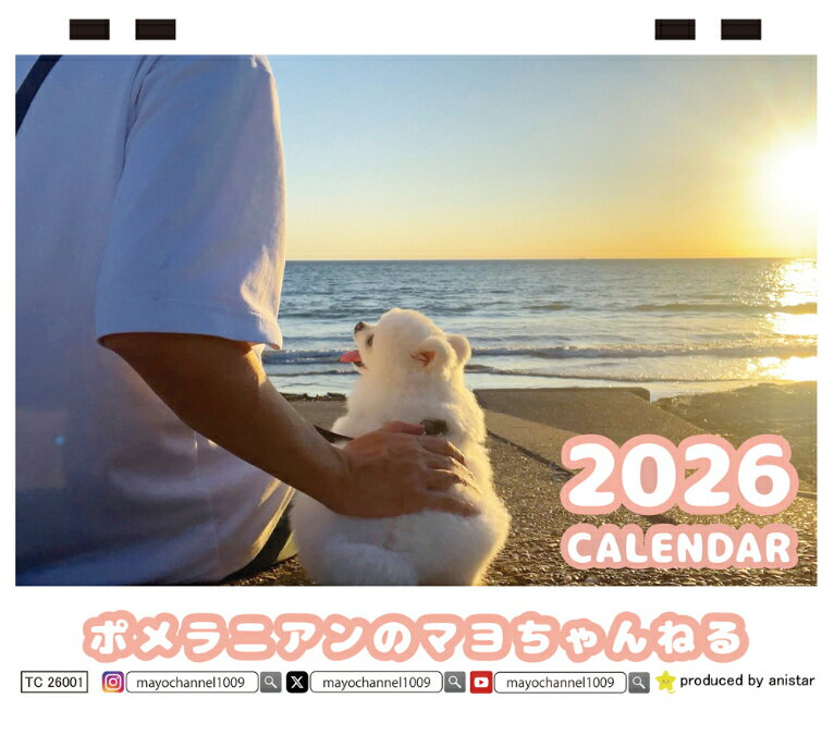 【予約販売】 ポメラニアンのマヨちゃんねる 犬 2026年 卓上カレンダー TC26222