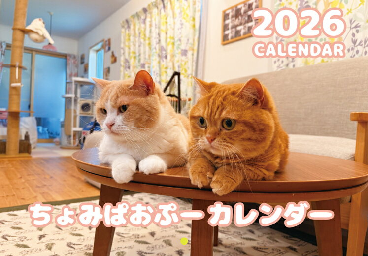 【予約販売】 猫のちょみぱおぷー 2026年 壁掛けカレンダー KA26265