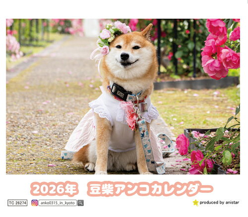 【予約販売】 豆柴アンコ 犬 2026年 卓上カレンダー TC26274