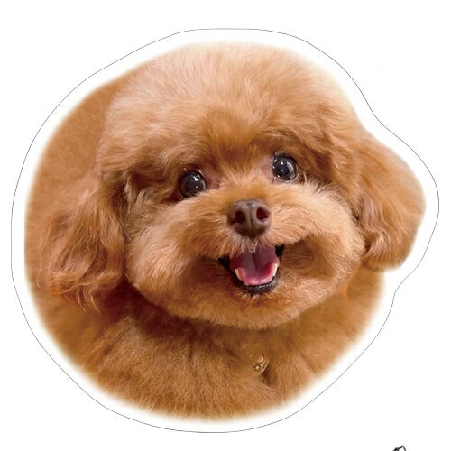 Rakuten - 【予約販売】 もっちゃん トイプードル 犬 ステッカー 3枚セット SU011NN