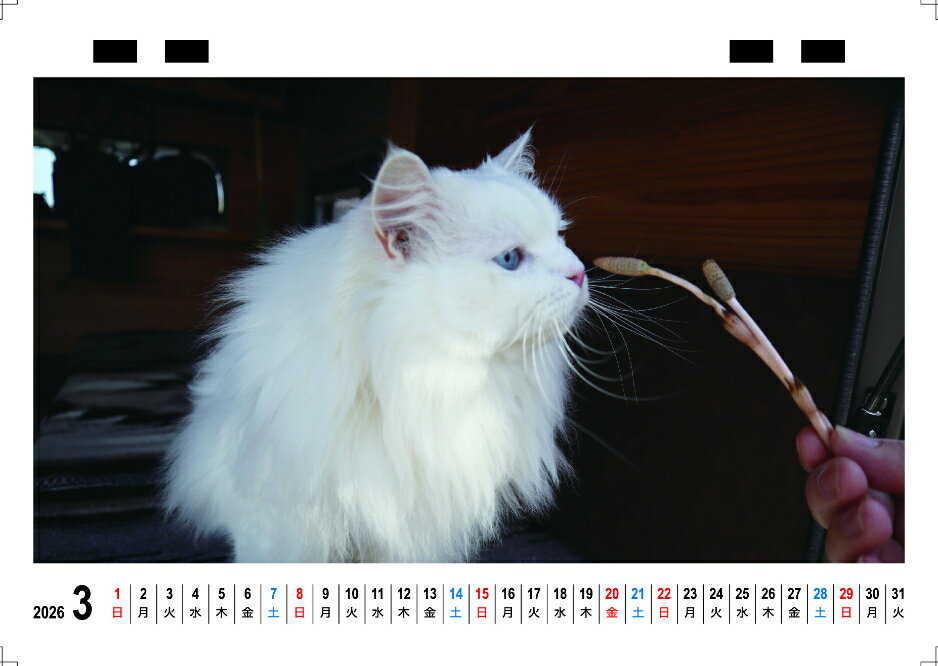 ��ͽ������� ���Ĥޤ�������ޤο� ǭ 2026ǯ ��� �������� TC26293