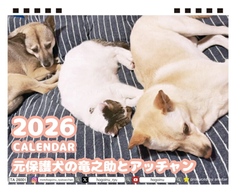 【予約販売】 元保護犬の竜之助とアッチャン 2026年 卓上 カレンダー TC26296