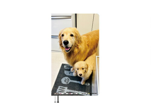 【予約販売】 コメ&イクラ ゴールデンレトリバー 犬 2026年 ポケットスケジュール帳 PO26314