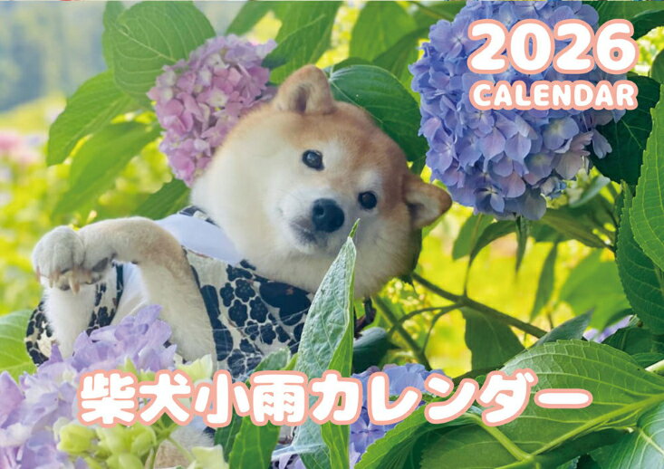 【予約販売】 柴犬 小雨 2026年 壁掛け カレンダー KA26005