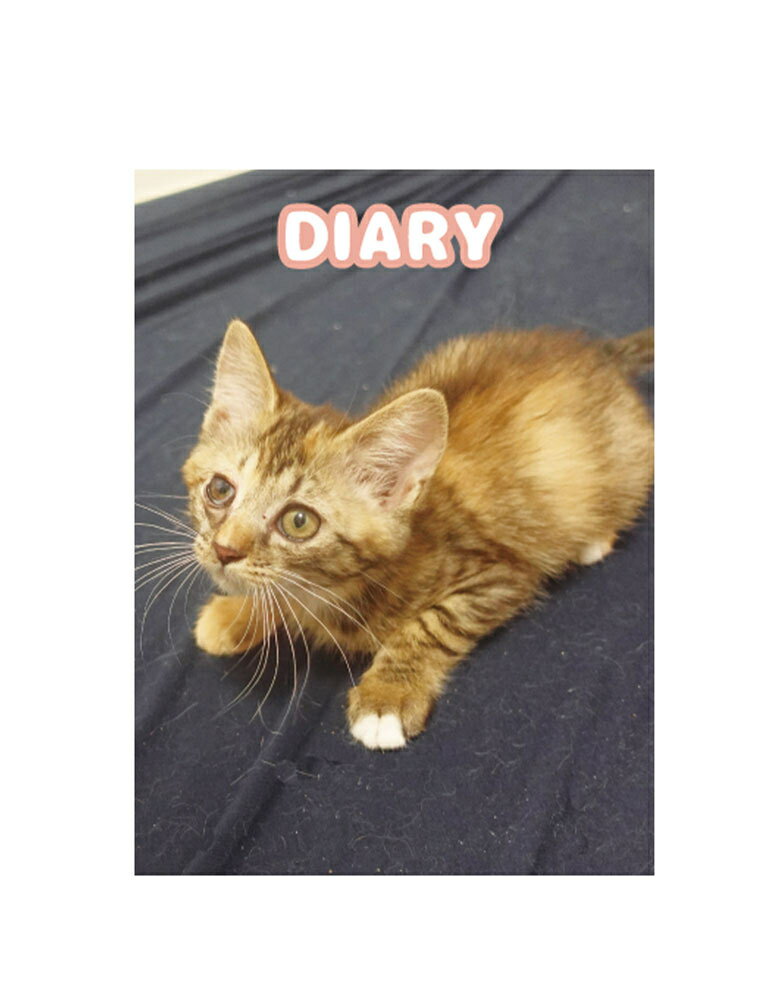 【予約販売】 ねこかます 猫 日記帳 DR002NN