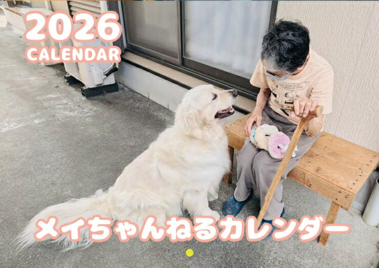 【予約販売】 ゴールデンレトリバー メイ 犬 2026年 壁掛け カレンダー KK26079