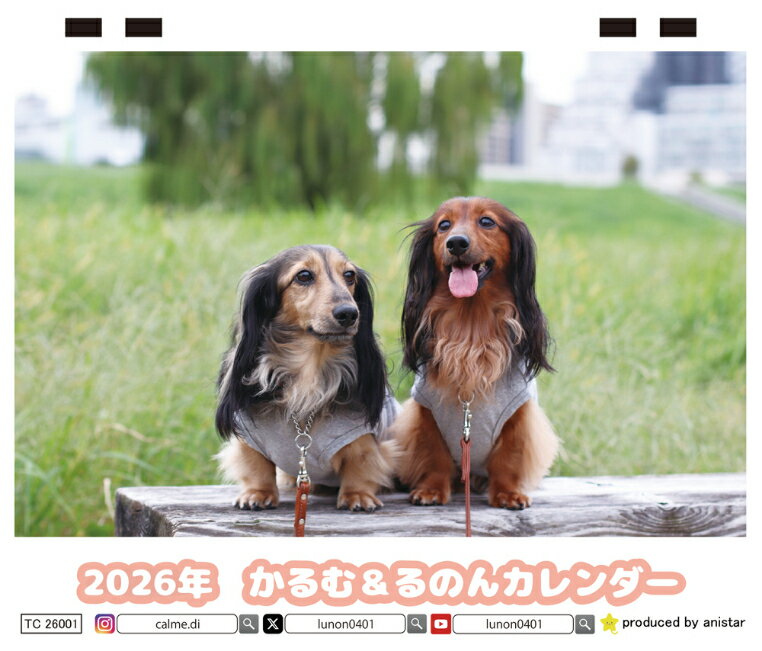 【予約販売】 ミニチュアダックスフンド かるむ＆るのん 犬 2026年 卓上 カレンダー TC26081