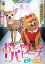 【バーゲンセール】【中古】DVD▼おしゃれ パピーズ ココ&ステラ レンタル落ち ケース無