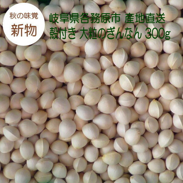 【個数限定】殻付き 生銀杏 大粒のぎんなん 300g 新物 2023年11月 岐阜県各務原市産 日本 ...