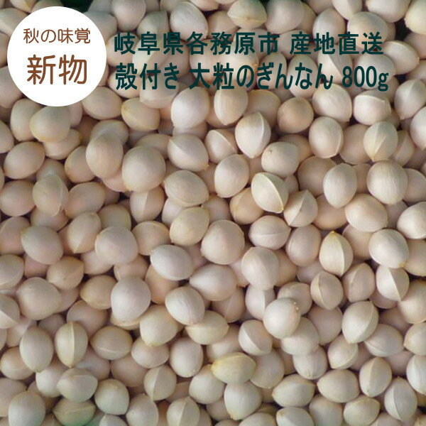 【個数限定】殻付き 生銀杏 大粒のぎんなん 800g 新物 2025年秋 岐阜県各務原市産 日本の秋の味覚 旬の味 産地直送 日本国内産 銀杏 新銀杏【メール便 送料無料】【2000円 ポッキリ】