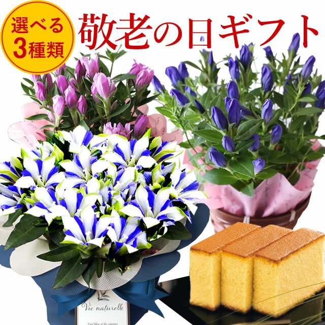 ◇楽天1位◇【遅れてごめんね！敬老の日 ギフト 2022 送料無料】鉢植え白寿 青 ピンク 選べるりんどうと長寿カステラセット スイーツセット 毎年完売 [敬老の日 ギフト 花] 花とセットのサムネイル