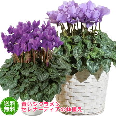 https://thumbnail.image.rakuten.co.jp/@0_mall/anne/cabinet/00157526/sho-serenardia.jpg