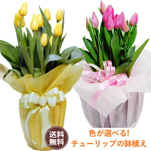 【バレンタイン特集】鉢植えチューリップピンク・イエロー
