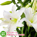 花 ギフト【送料無料】大輪の白いユリの花束 タイムセール オリエンタル 白 ユリ 大輪 ゆり 百合