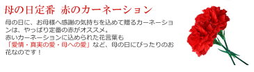 mother2021 【まだ間に合う！母の日ギフト 母の日 プレゼント】赤カーネーションの花束10本【送料無料】